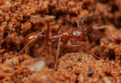 Ocymyrmex