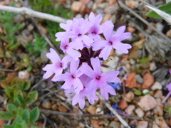 Glandularia selloi
