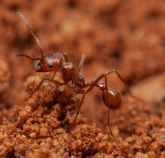Ocymyrmex