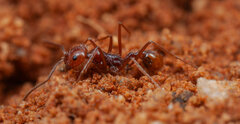 Ocymyrmex