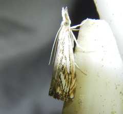 Catoptria