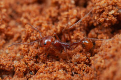 Ocymyrmex
