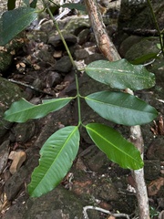 Sapindaceae