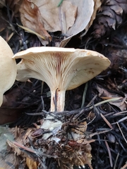 Paralepista flaccida