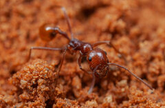 Ocymyrmex