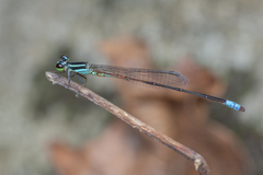 Argiocnemis rubescens