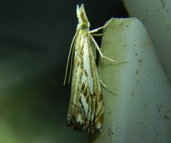 Catoptria