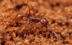 Ocymyrmex
