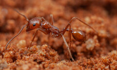 Ocymyrmex