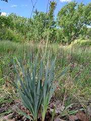 Bulbine narcissifolia