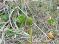 Eryngium sanguisorba