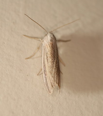 Prionopterina grammatistis