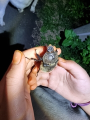 Trypoxylus dichotomus