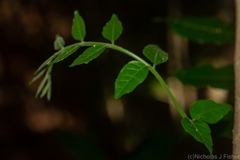 Dysoxylum mollissimum