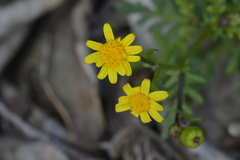 Senecio lautus