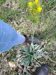 Bulbine narcissifolia