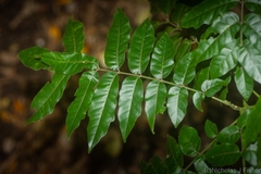 Dysoxylum mollissimum
