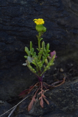 Senecio lautus