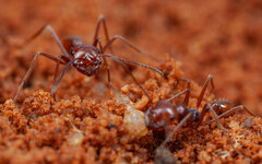 Ocymyrmex