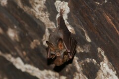 Megaderma spasma