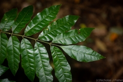 Dysoxylum mollissimum