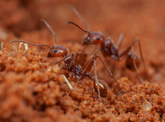 Ocymyrmex