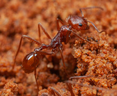 Ocymyrmex