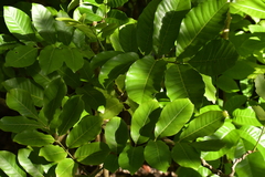 Dysoxylum spectabile