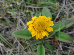 Acmella decumbens