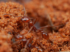 Ocymyrmex