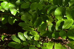 Dysoxylum spectabile