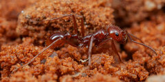 Ocymyrmex