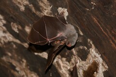 Megaderma spasma
