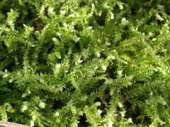 Eurhynchium angustirete