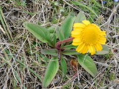 Acmella decumbens