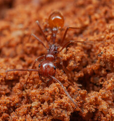 Ocymyrmex