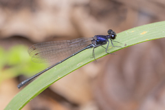 Onychargia atrocyana