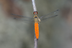Orchithemis pulcherrima