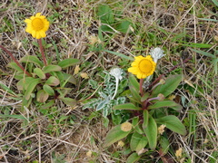 Acmella decumbens