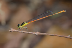 Argiocnemis rubescens