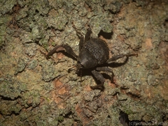 Onidistus araneus