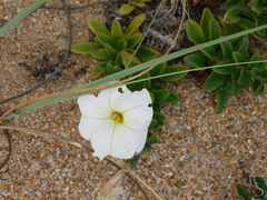 Petunia axillaris