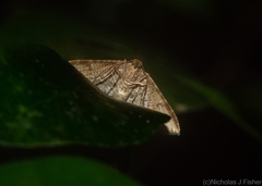 Addaea subtessellata