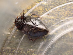 Agabinae