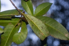 Ixora beckleri