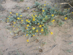 Senecio crassiflorus