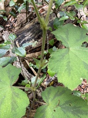 Rubus alceifolius