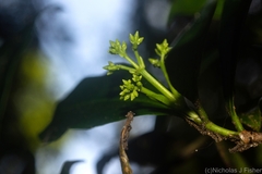 Ixora beckleri