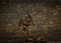 Polyrhachis rufifemur