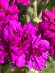 Pelargonium cucullatum